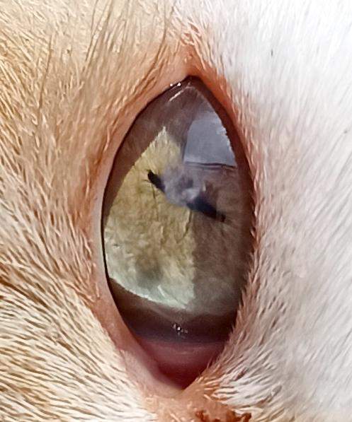 Katze Kratzt Sich Blutig über Dem Auge Katze hat komischen Fleck auf dem Auge? (Tierarzt, Tiermedizin
