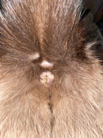 Katze Hat Kot Am Po Tiere Angst