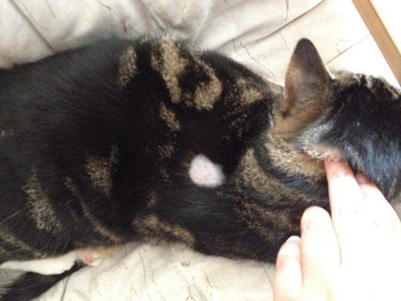 Katze hat merkwürdige Kahle stelle am Rücken. (Medizin, Tiere, Haustiere)