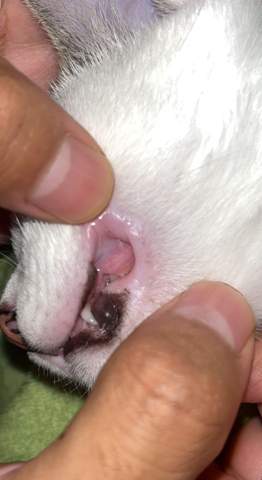Katze hat Mundgeruch und etwas schwarzes auf den „Zahnfleisch „ ist das normal?