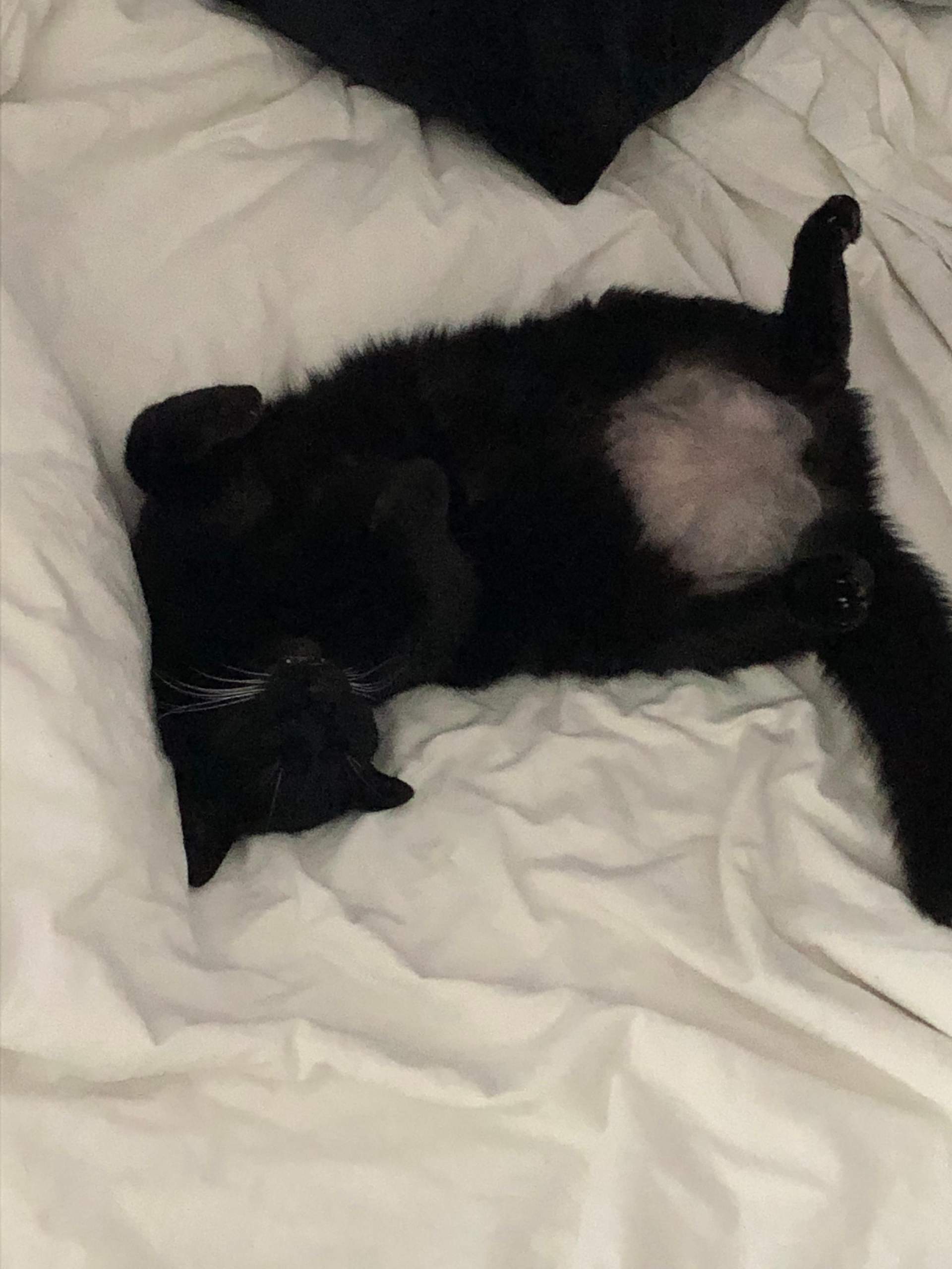 Katze hat nackten Bauch? (Tiere, Krankheit, Tierarzt)