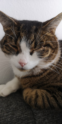 Katze Hat Ne Eiternde Wunde Tiere Katzen Eiter