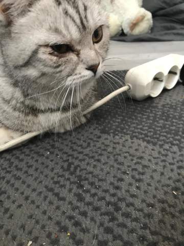 Katze Hat Neben Dem Auge Flussigkeit Tiere Augen Tiermedizin