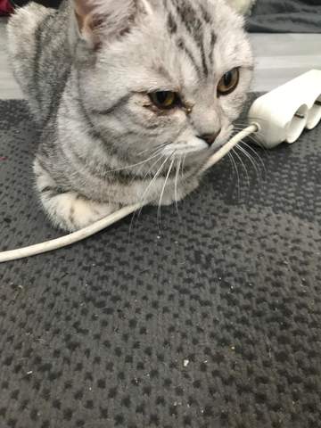 Katze Hat Neben Dem Auge Flussigkeit Tiere Augen Tiermedizin