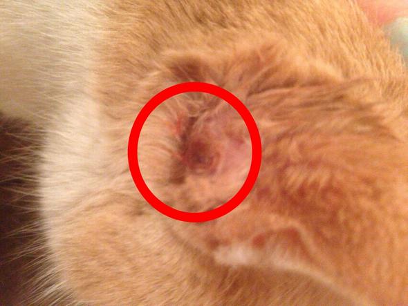 katze hat offene wunde am ohr tiere katzen verletzung