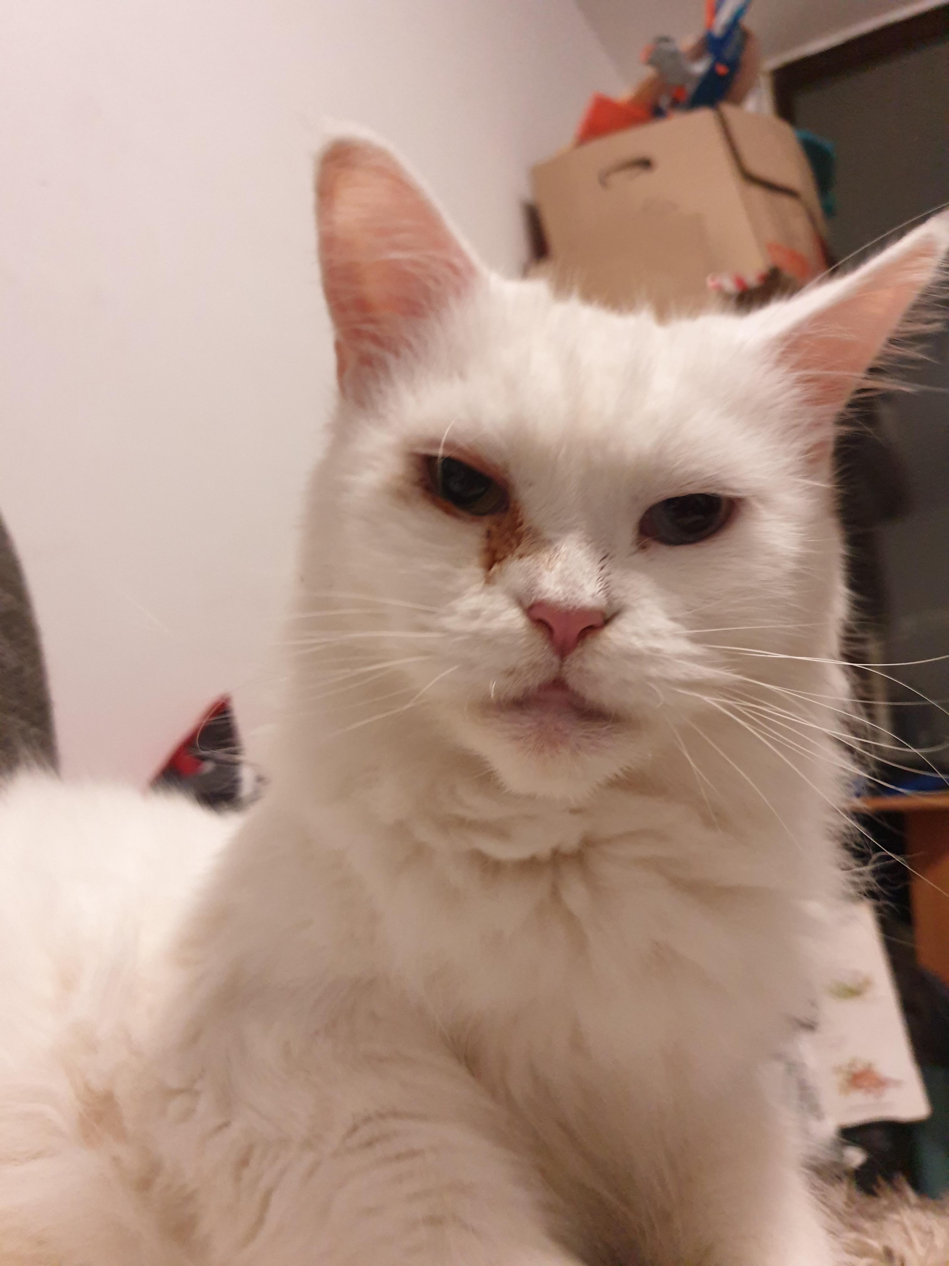 Katze hat orange tränendes auge ist das schlimm? (Augen, Katzen
