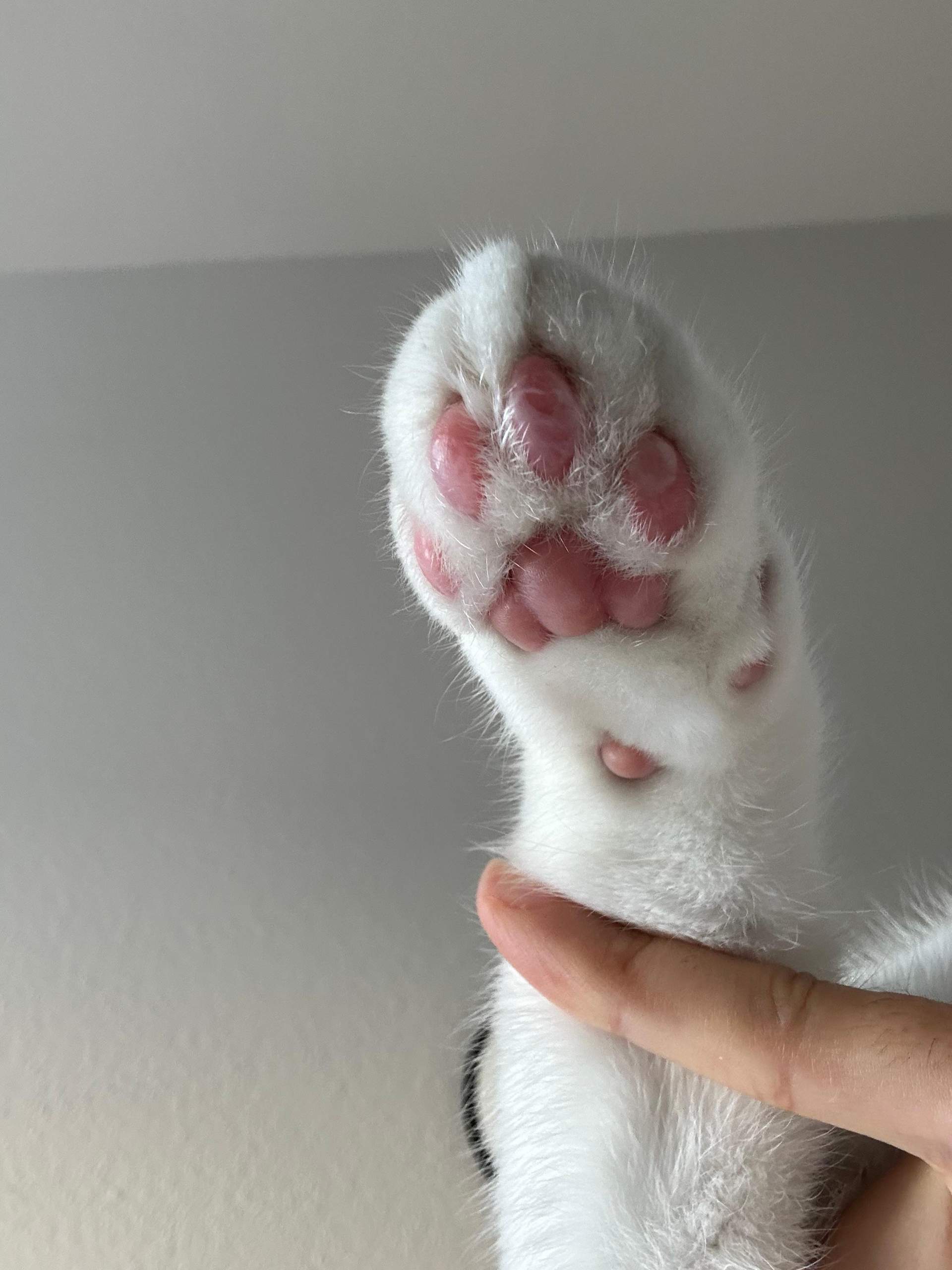 Katze Hat Pfote Verbrannt Kleines Offenes Bl schen Sollte Ich Sofort katze-hat-pfote-verbrannt-kleines-offenes-bl-schen-sollte-ich-sofort