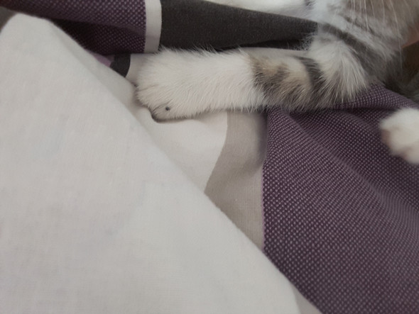 katze hat plotzlich flecken auf der pfote tierarzt rat kitten