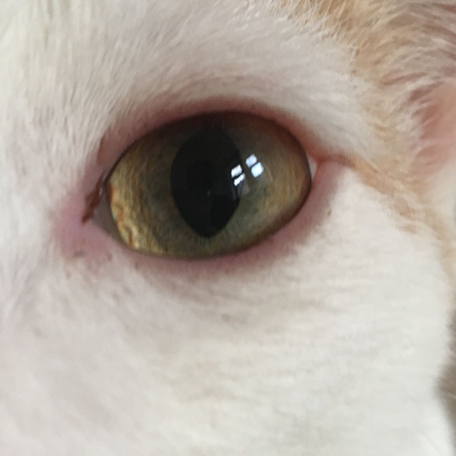 katze hat rot ums auge augen tierarzt
