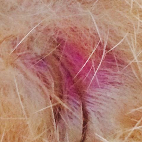 - (Gesundheit, Tiere, Katze)