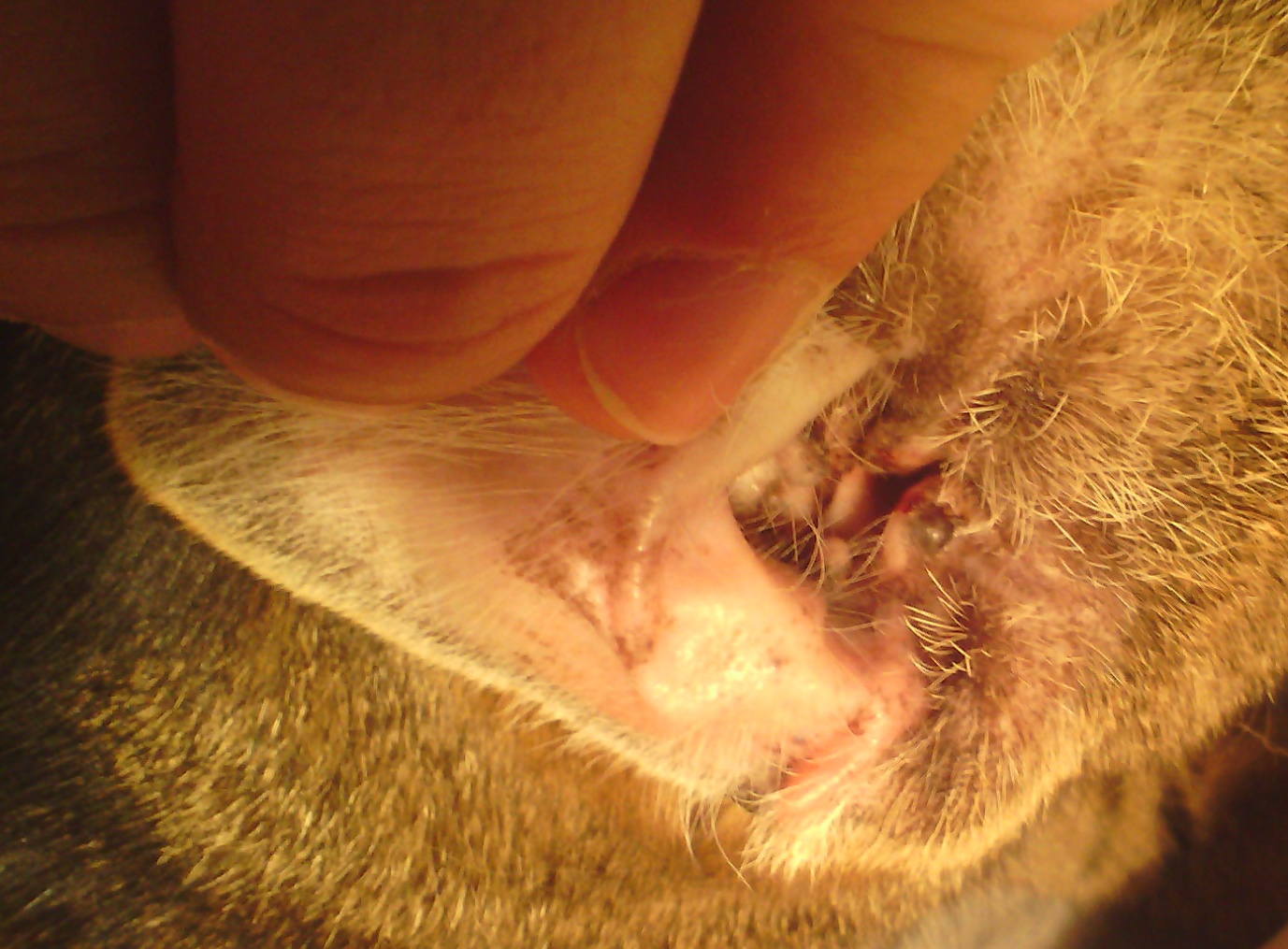 katze hat scharze pickel im ohr mit foto krankheit tierarzt