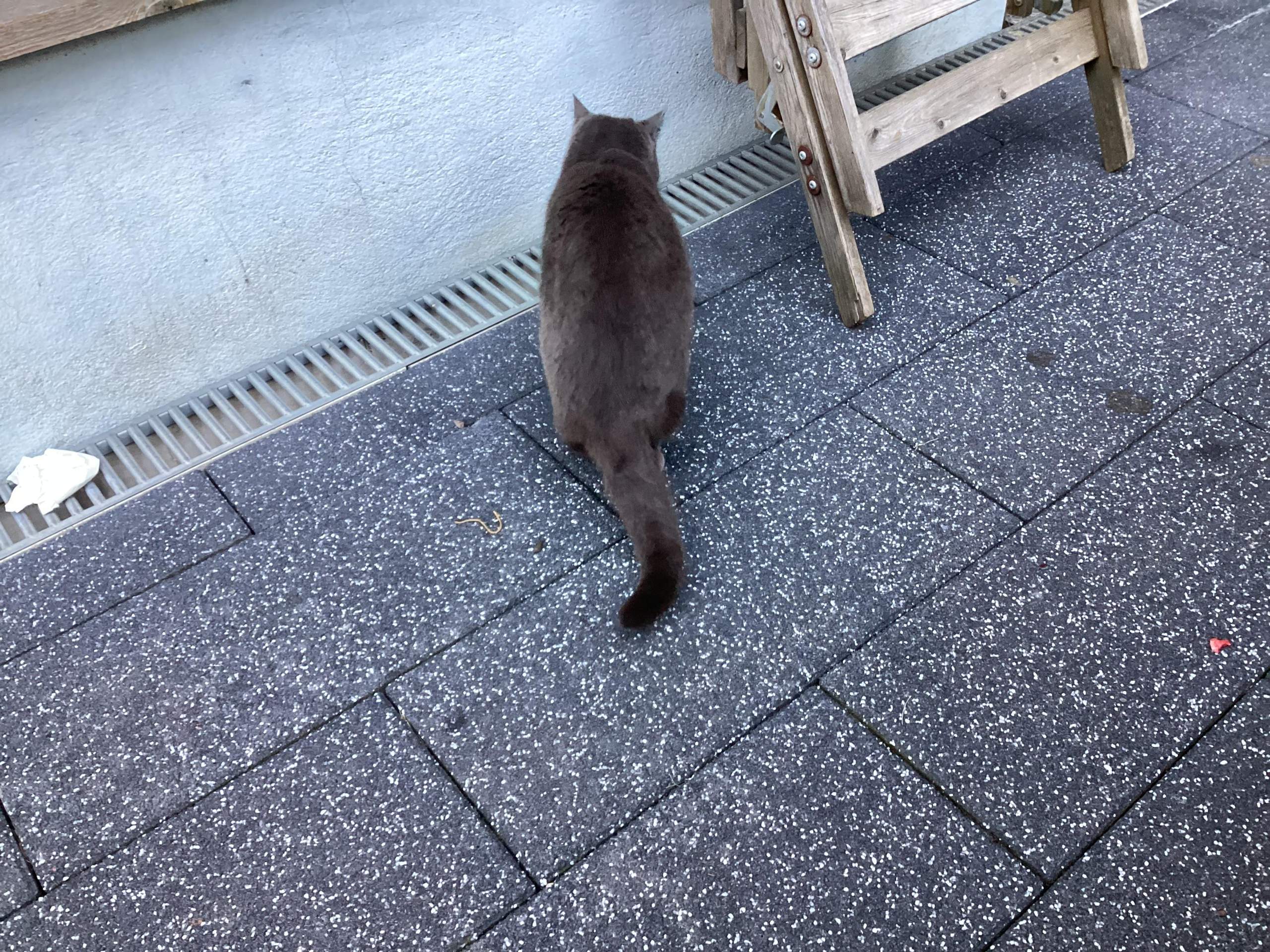 Katze hat Schokobrot gegessen, muss ich mir Sorgen machen? (Ernährung ...