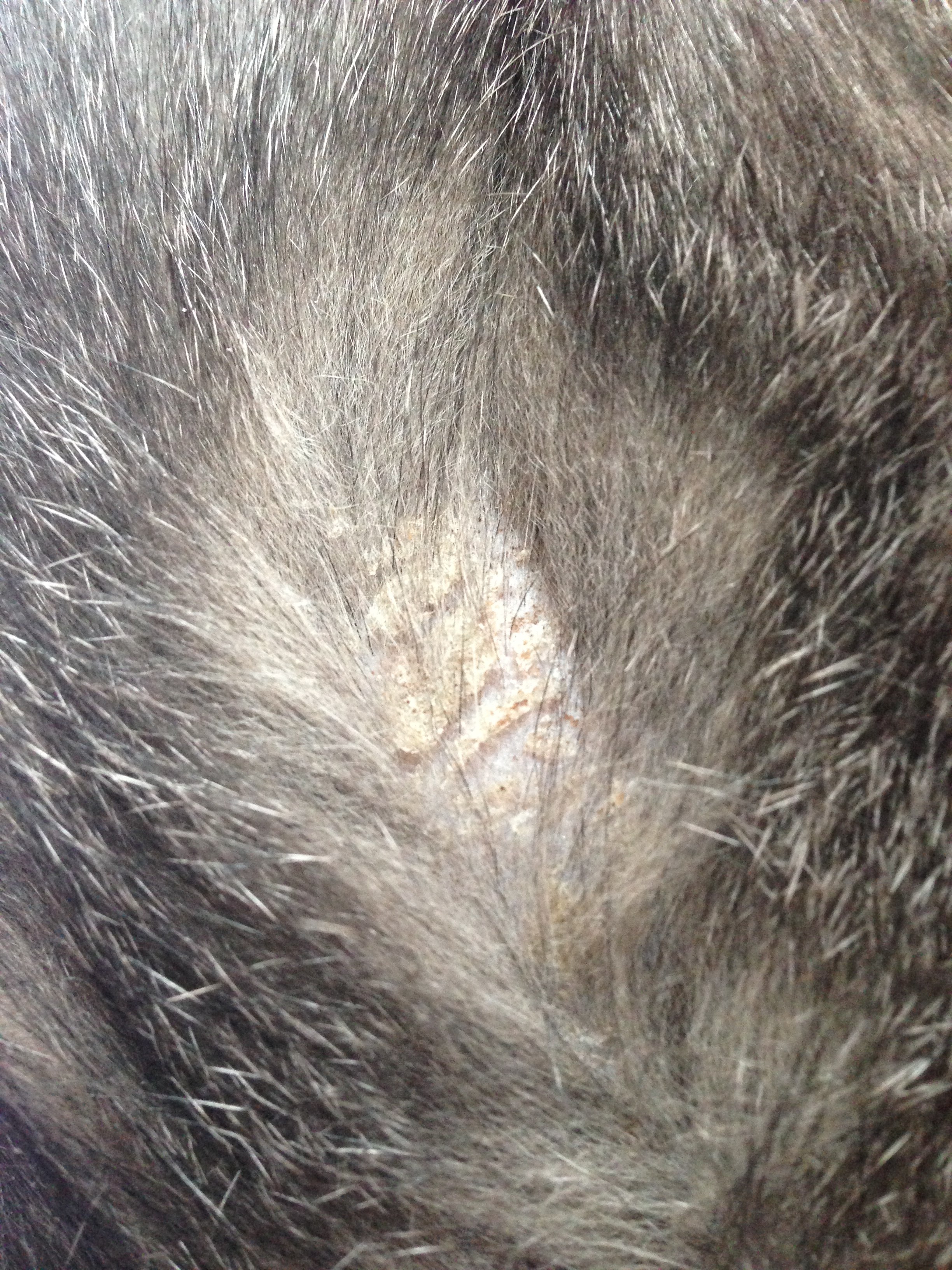 Katze hat schorf auf dem Rücken (Tiere, Haustiere, Katzen)