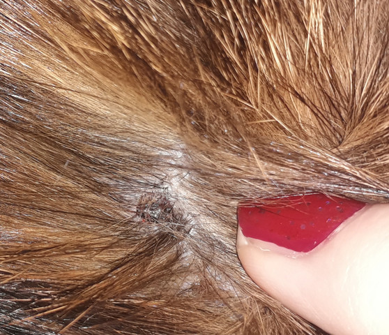 katze hat schorfige stellen tiere krankheit