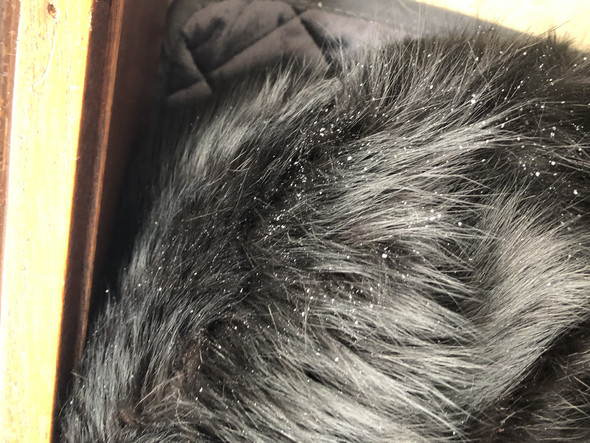 katze hat schuppen und komisches fell am rucken katzen schuppenflechte