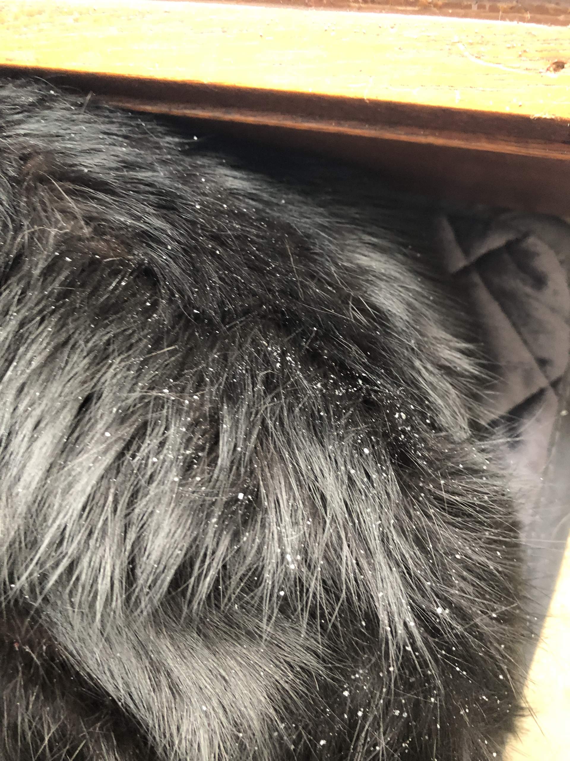 Katze hat Schuppen und komisches Fell am rücken? (Katzen, Schuppenflechte)