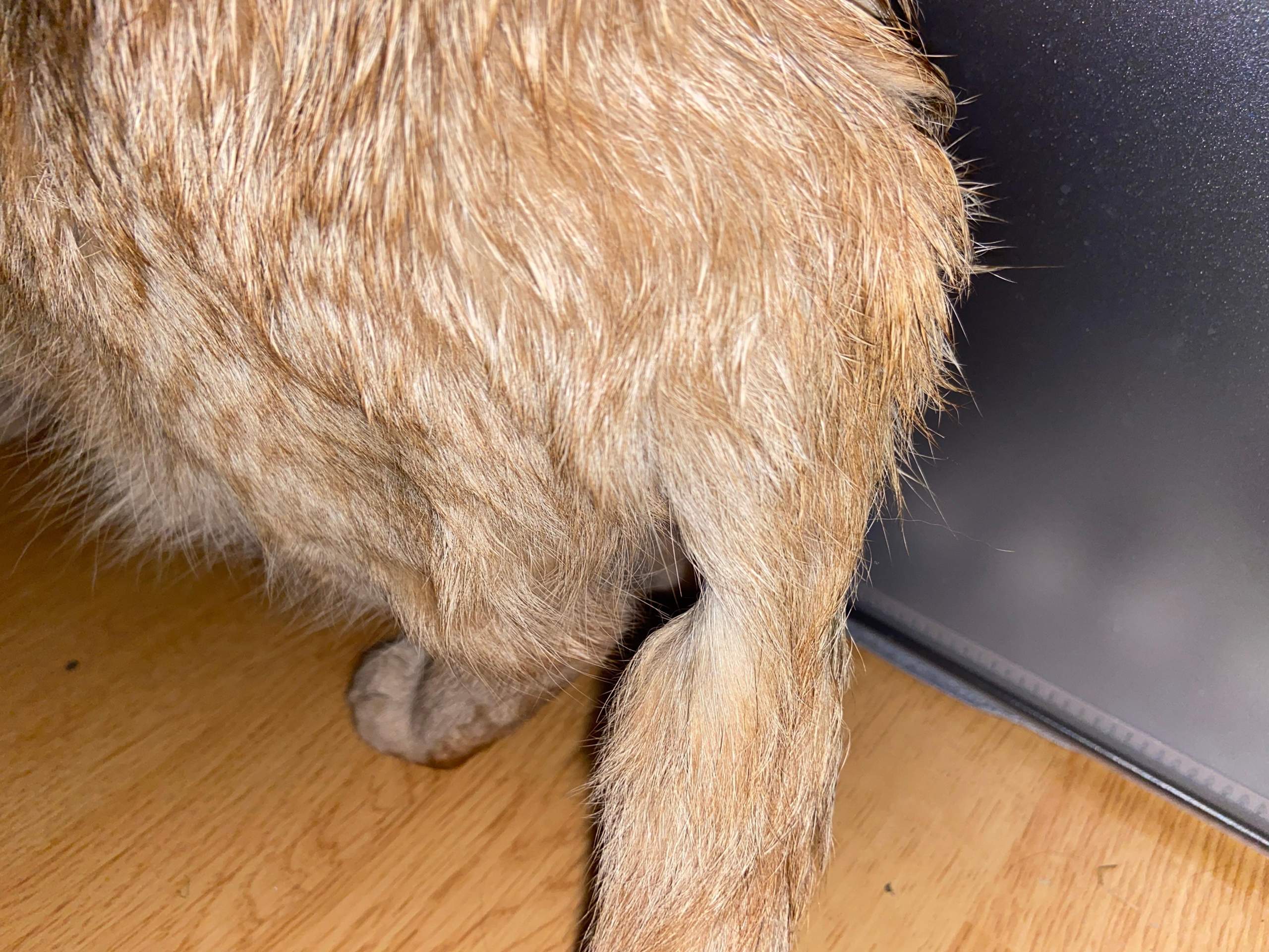 Katze Hat Schmerzen Am Schwanzansatz www.gutefrage.net