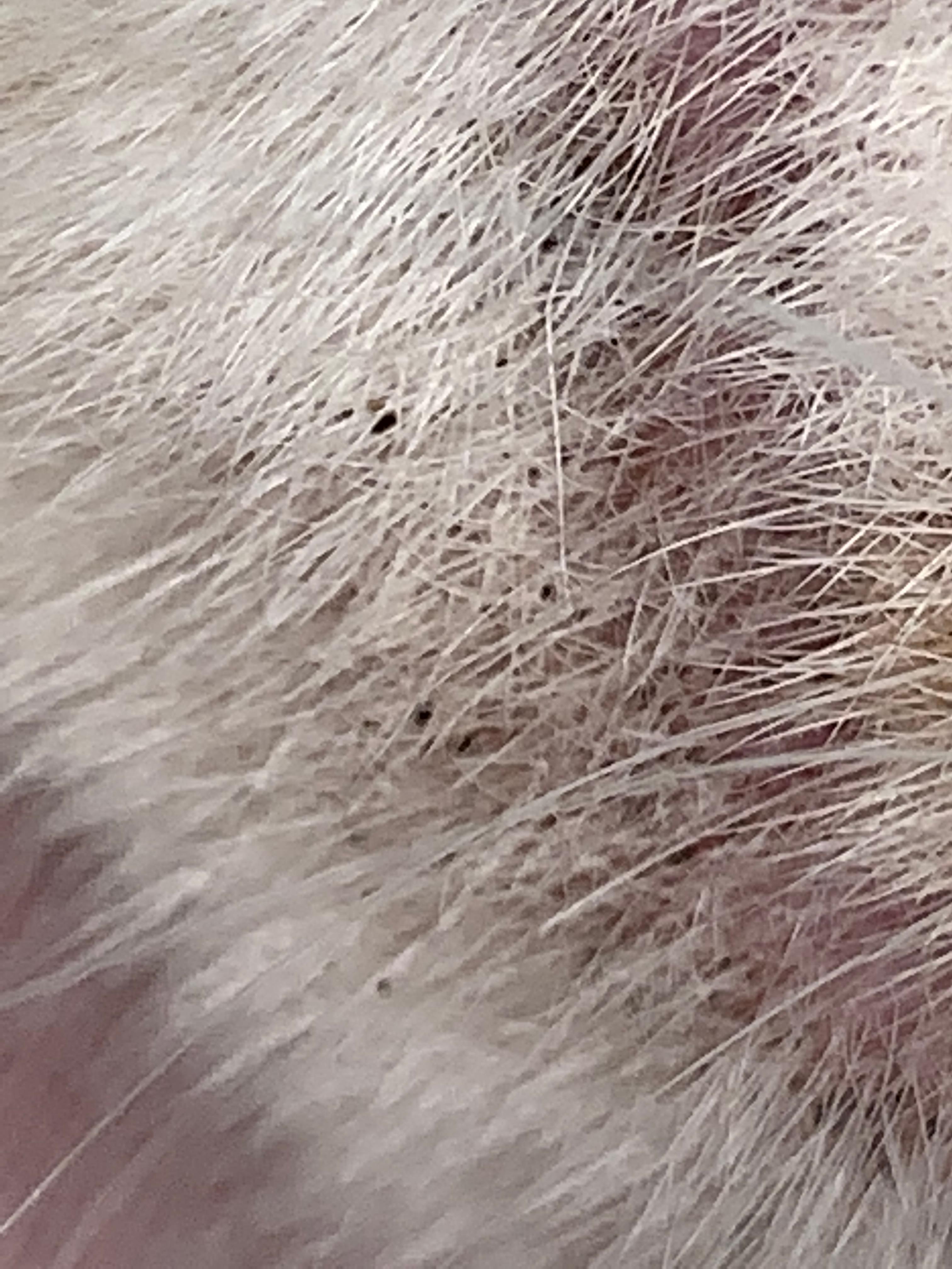 katze hat schwarze punkte am kinn was ist das gesundheit und medizin tiere