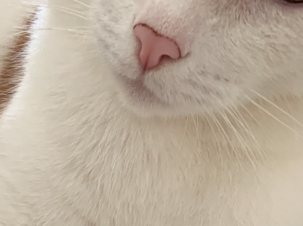 Katze Hat Schwarzen Dreck Auf Der Nase Was Ist Das Krankheit