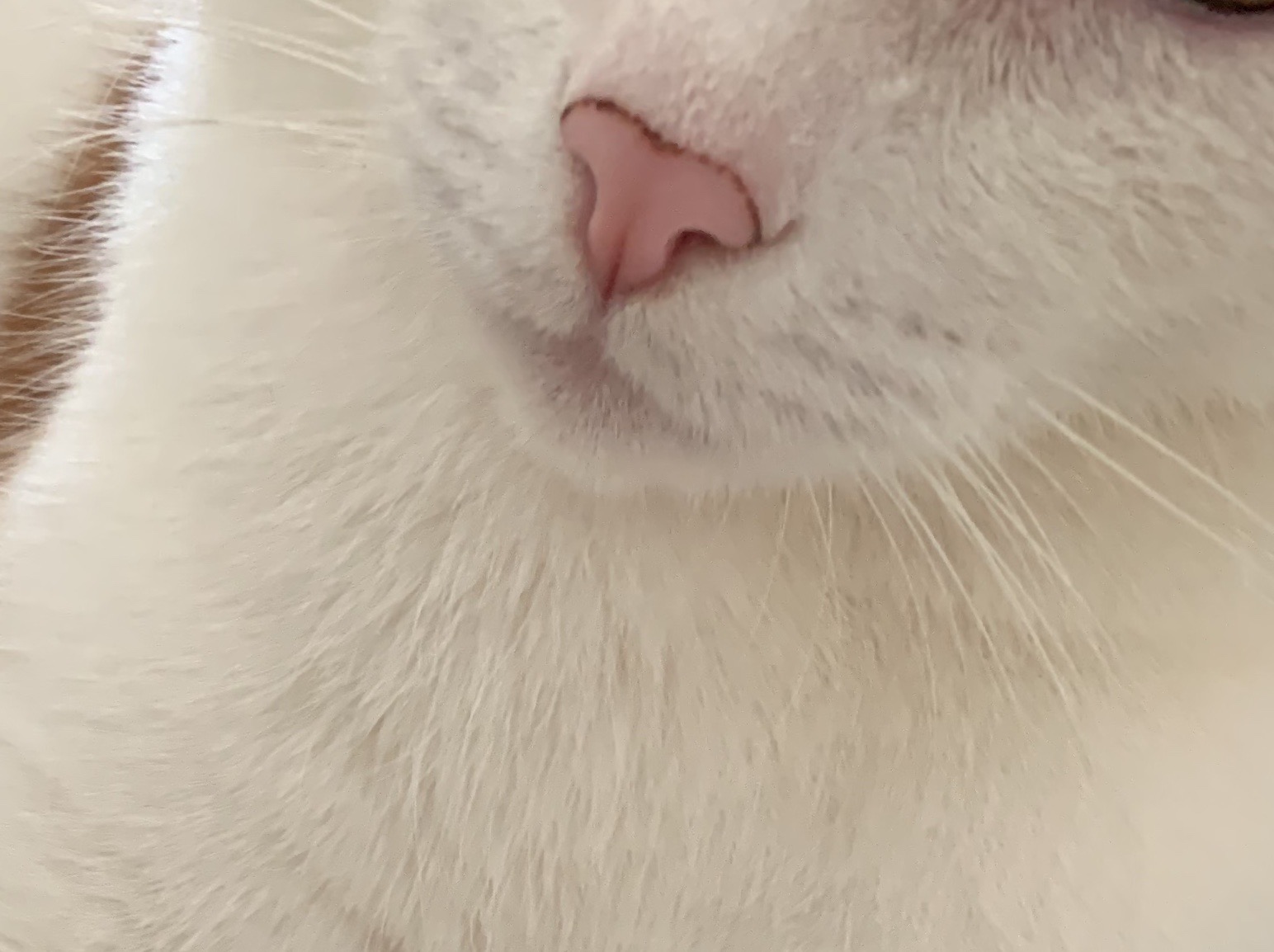 katze hat schwarzen dreck auf der nase was ist das krankheit katzen