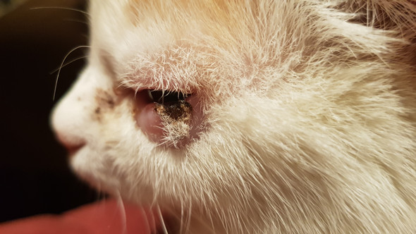 Katze Hat Schwarzen Fleck Am Auge Tiere Krankheit Tiermedizin