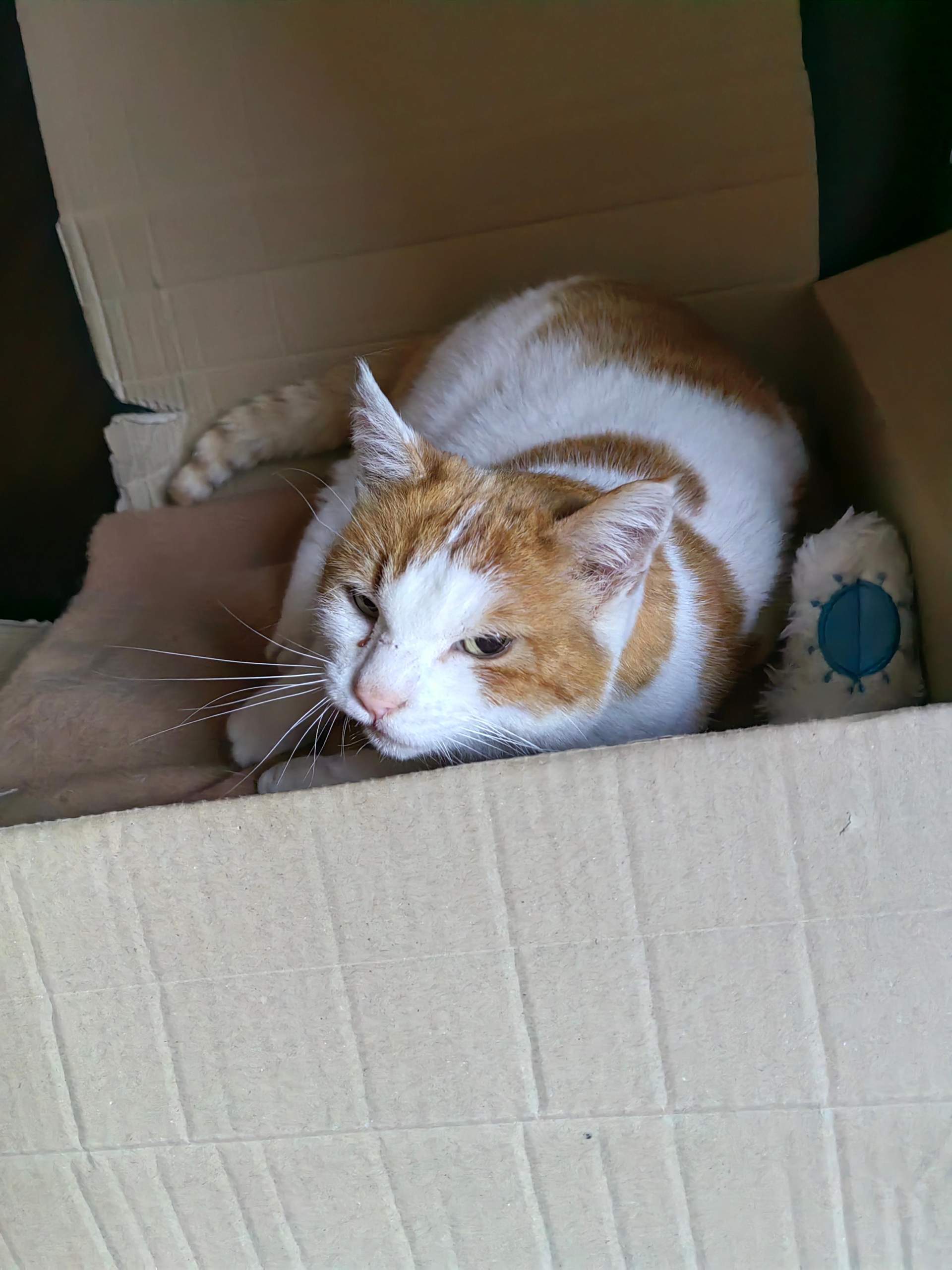 Katze hat Schwellung im Gesicht (nach Kampf)? (Tierarzt, Hauskatze