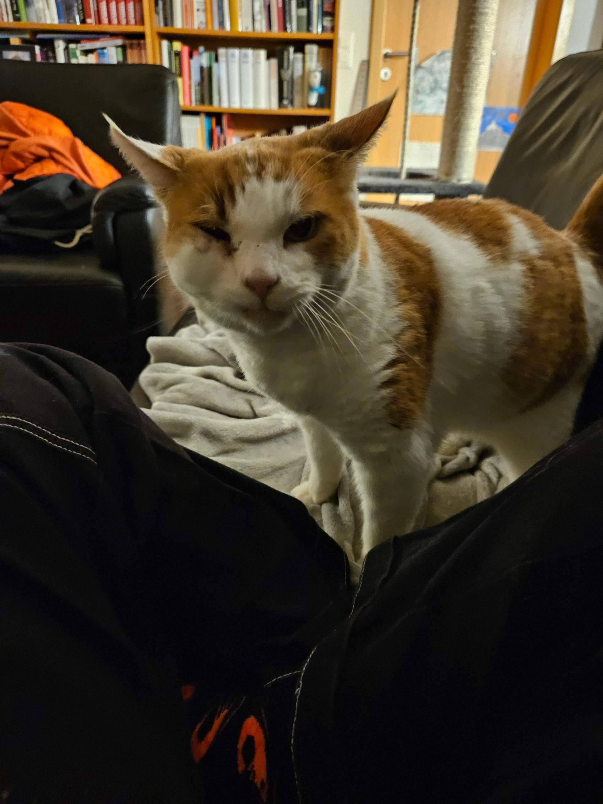 Katze hat Schwellung im Gesicht (nach Kampf)? (Tierarzt, Hauskatze