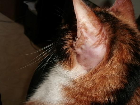 katze hat sehr kahle stellen am ohr und dahinter katzen tierarzt hausmittel