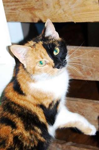 unsere wunderhübsche süsse Katze - (Katze, Tierarzt, Hausmittel)