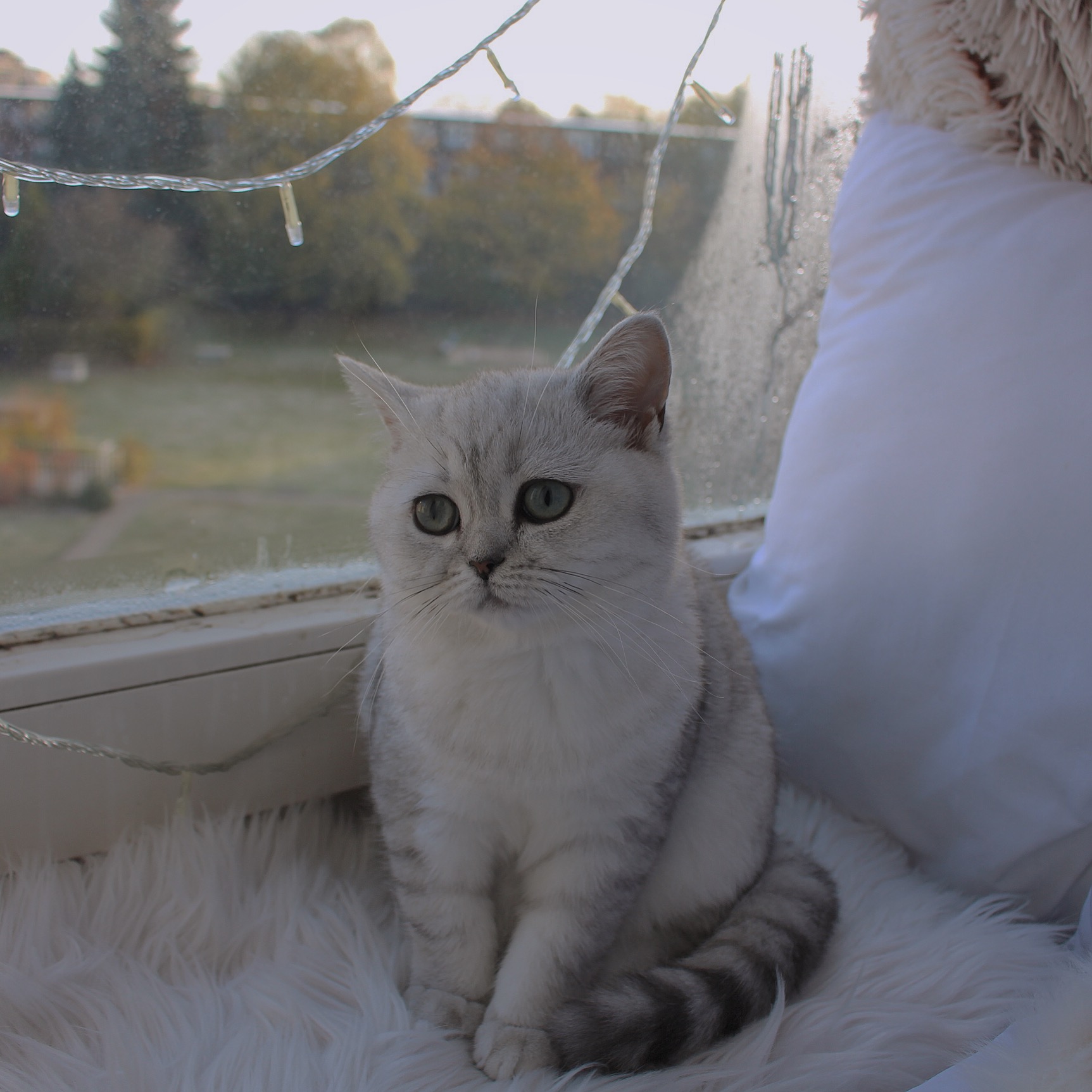 katze hat sehr viel haarausfall kitten