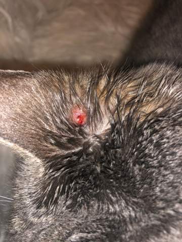 katze hat seltsame blase am kopf zeckenbiss gesundheit und medizin tiere tierarzt