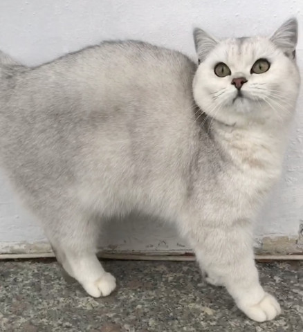 Katze Hat Sich Selbst Getötet Tiere Kitten