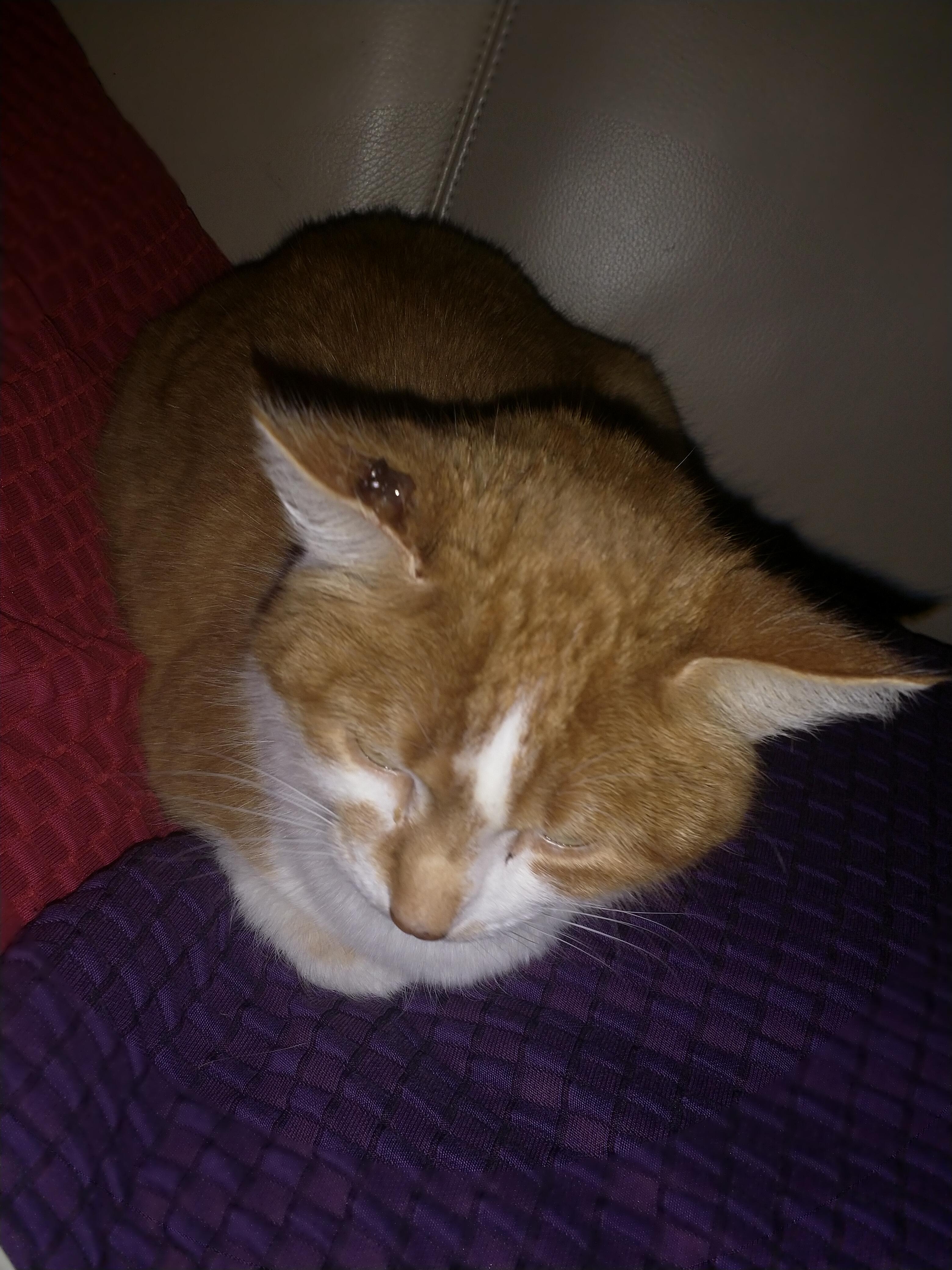 katze hat stinkende wunde am ohr gesundheit und medizin tiere haustiere