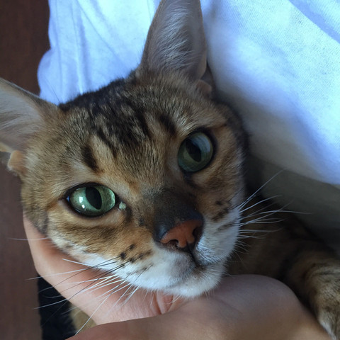 katze hat tranendes auge muss ich mir sorgen machen tiere haustiere katzen