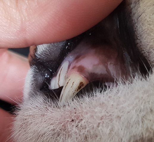 Katze Hat Verfarbungen An Den Zahnen Krank Kater Zahnstein