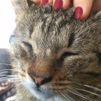 Katze Hat Vergrossertes Kinn Tiere Geschwollen Vergrossern