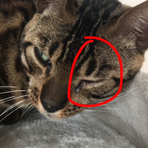 katze hat wahrscheinlich eine infektion im auge aber tierarzte alle zu gesundheit und medizin augen