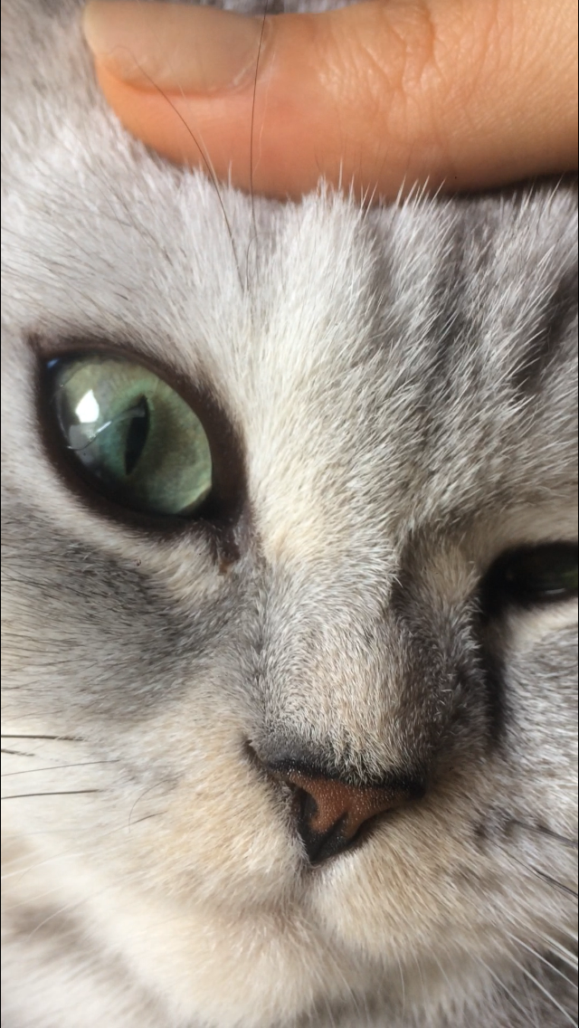 KATZE hat was im Auge, was ist das? (Augen, durchsichtig)