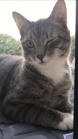 katze hat was im auge gesundheit und medizin kater