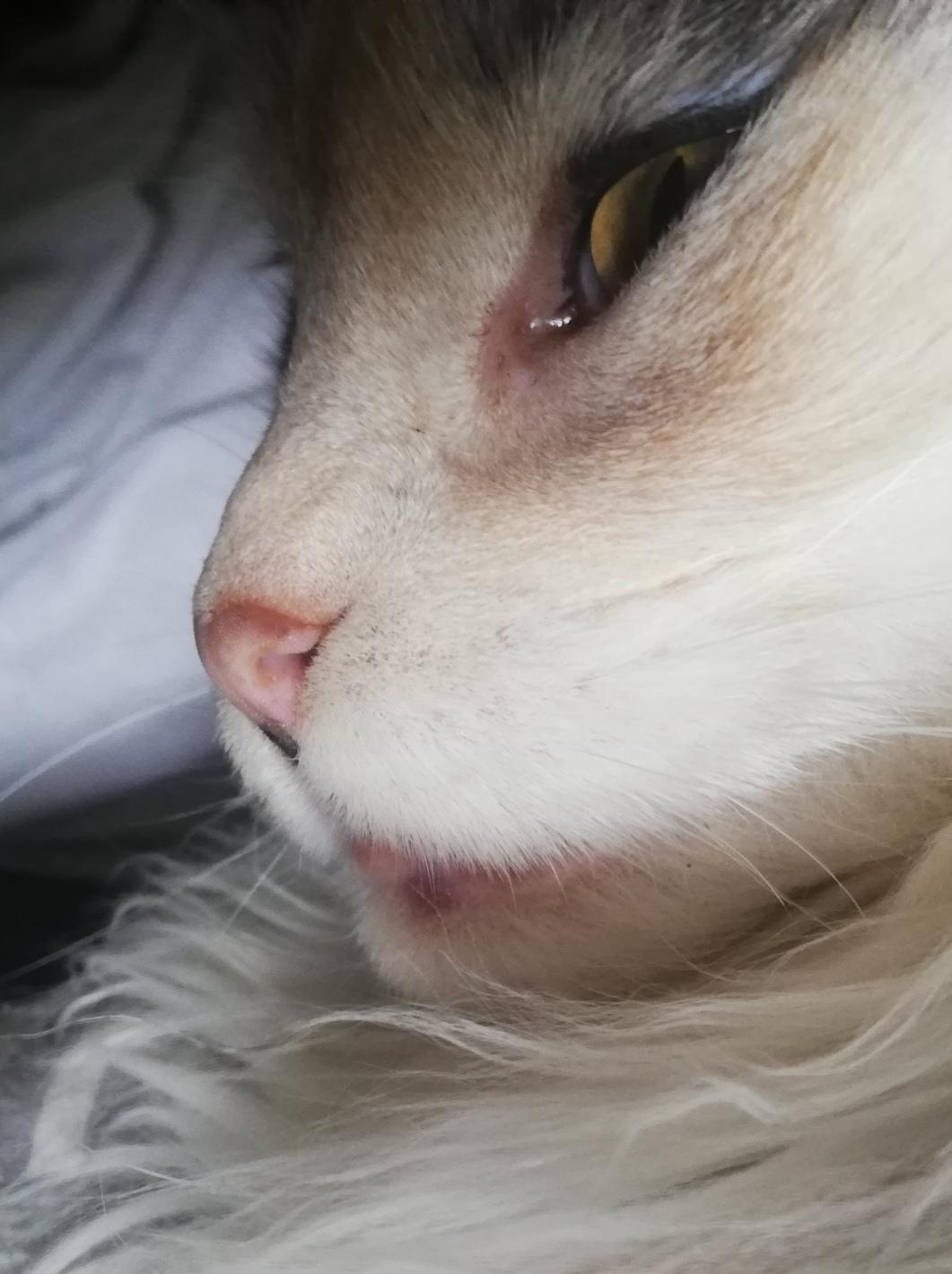 katze hat was im maul was kann es sein haustiere tierarzt katze krank