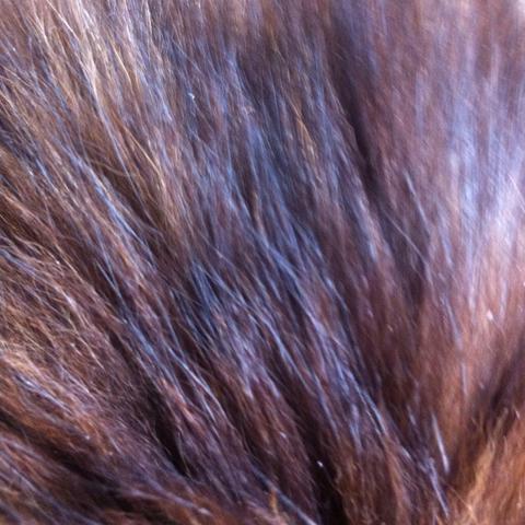 katze hat weisse punkte im fell katzen schuppen weisse