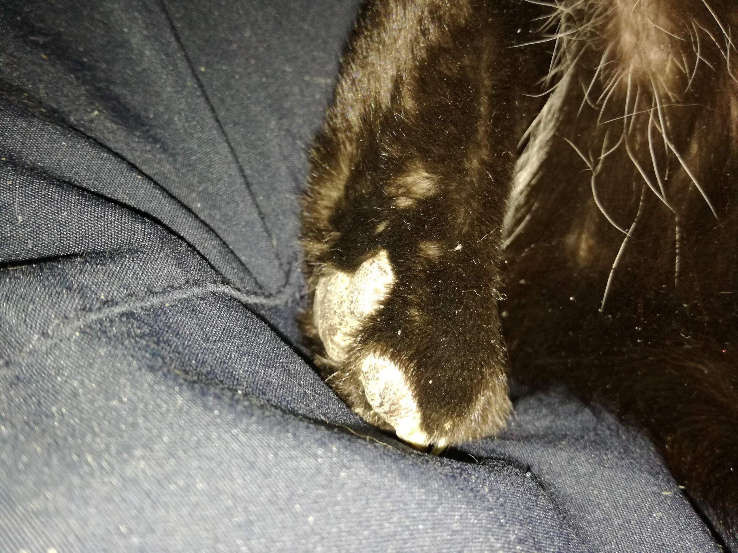 Katze hat weiße Schuppen auf Fell/Haut/unteren Pfoten? (krank)