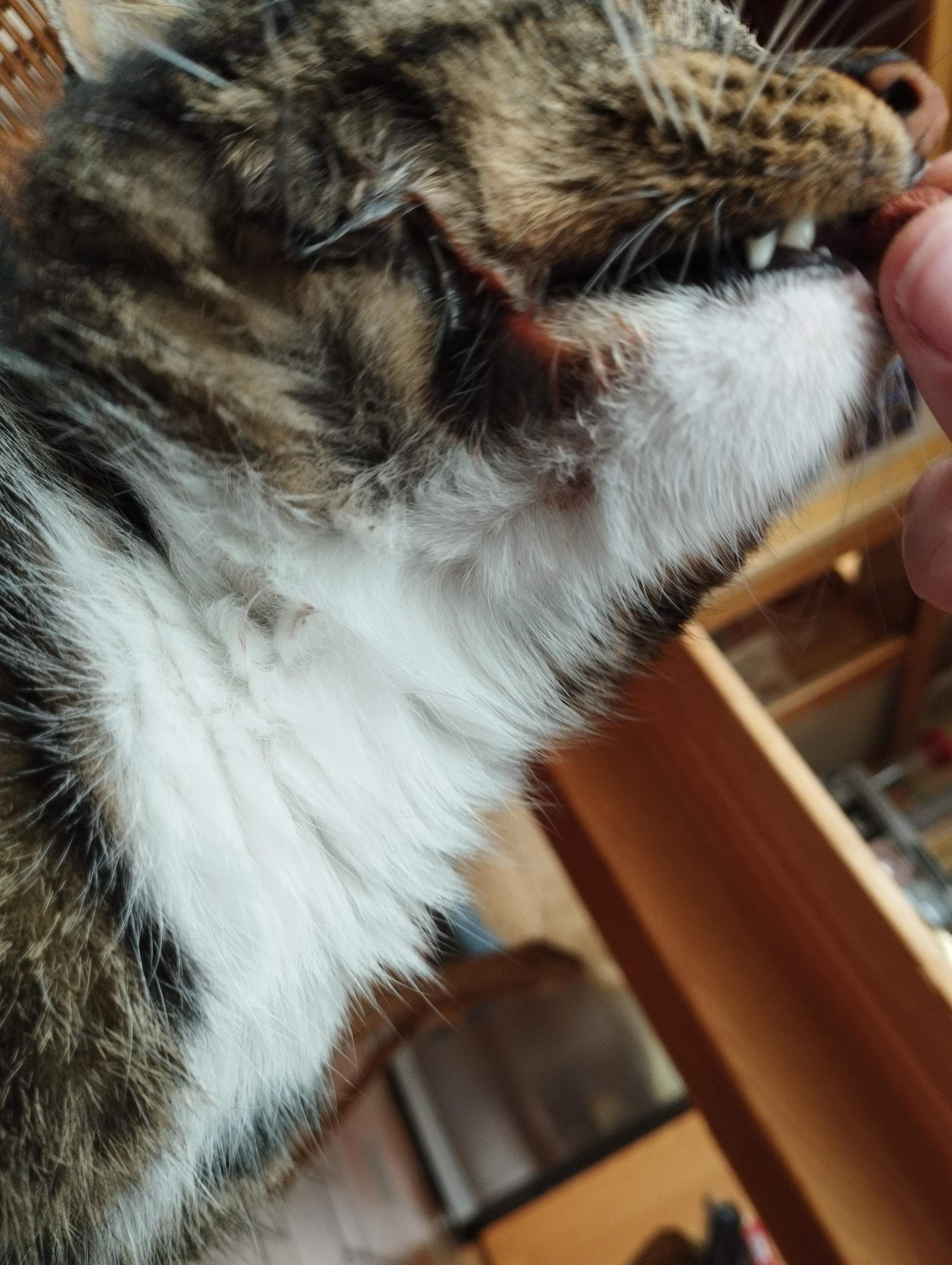 Katze Hat Mich Gekratzt Und Jetzt Schwellung Katze hat Wunde am hals? (Entzündung, Tierarzt, Kater)
