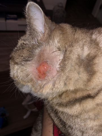 katze hat wunde jemand erfahrung gesundheit und medizin tiere tierarzt