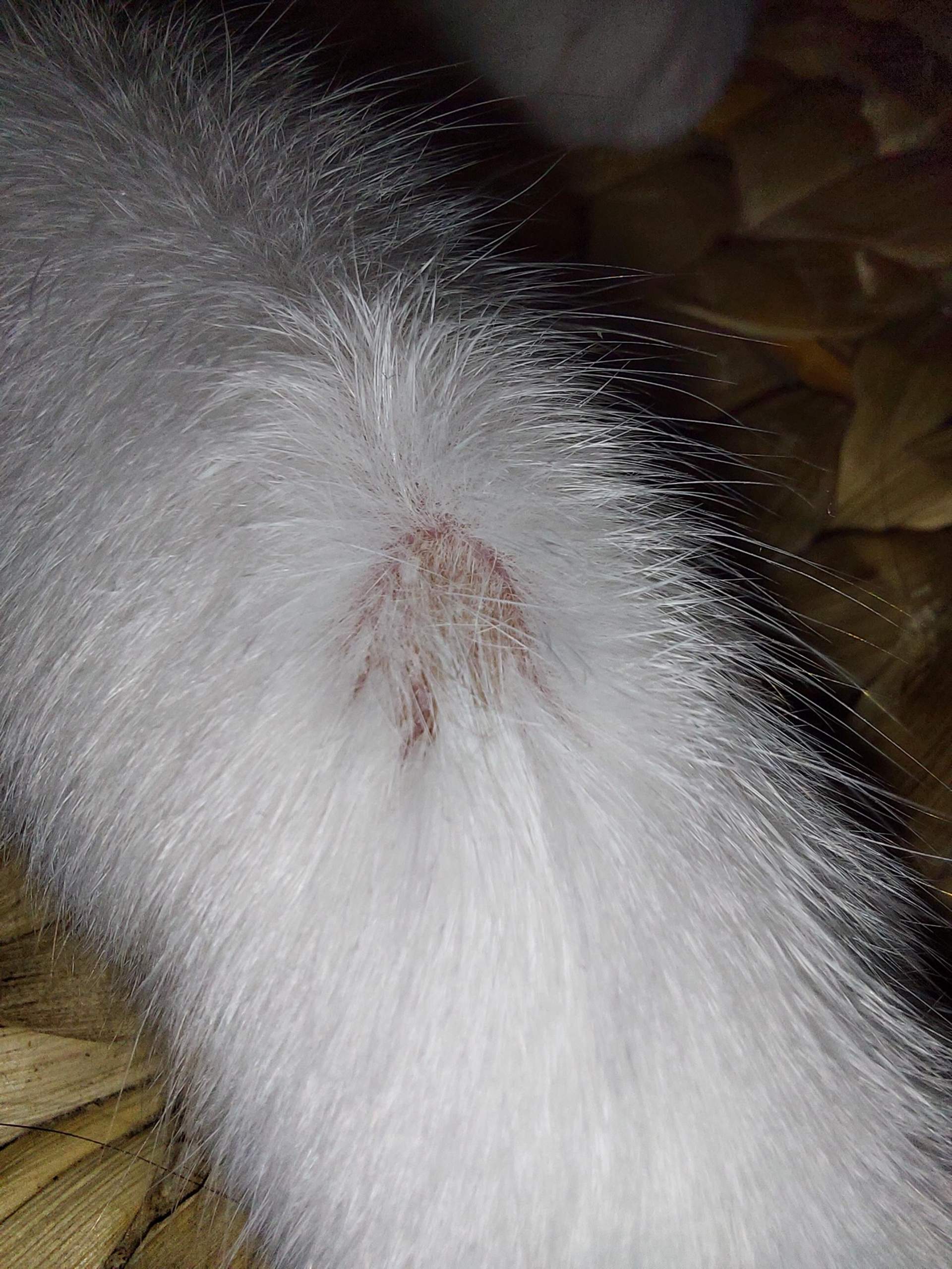 Hinterbeine Katze Kahle Stelle Am Bein Katze hat wunde Stelle am Bein? (Tierarzt, Tiergesundheit, Fell)