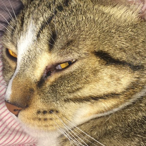 Wunde am linken Auge  - (Katze, Haustiere, Tierarzt)