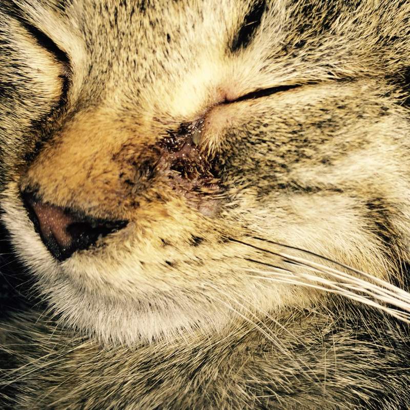 Katze Kratzt Sich Blutig über Dem Auge Katze hat Wunde unter dem Auge (raufen, Katzenbabies)