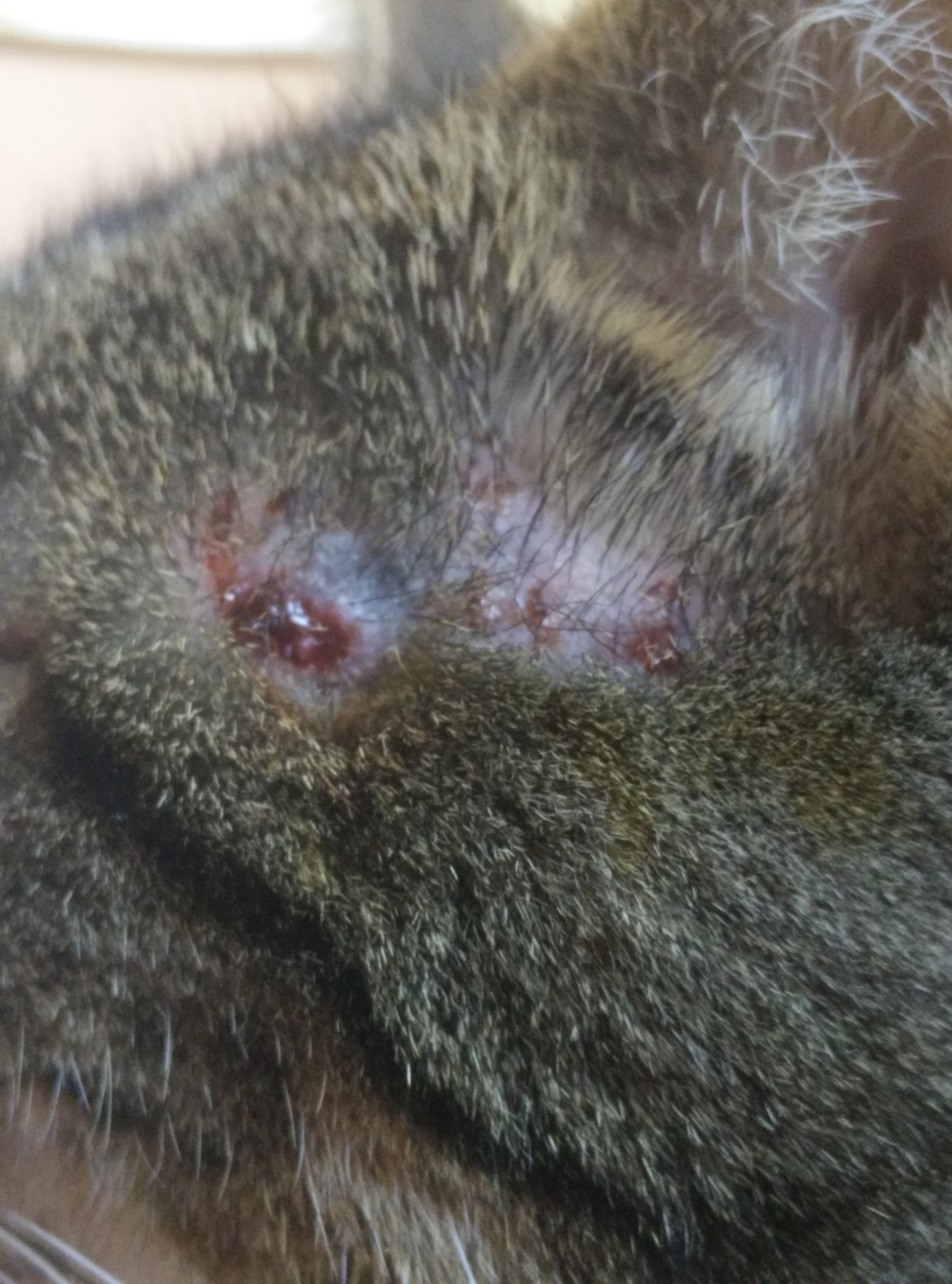 Katze hat Wunden am Kopf wieso? (Tiere, krank, Verletzung)