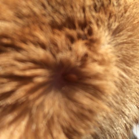 Katze Hat Zecke Im Kopf Oder Was Ist Das Tiere Katzen Insekten