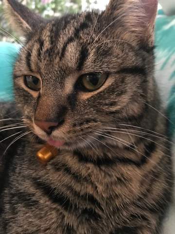 Katze Hat Zunge Draussen Bedeutung Cat